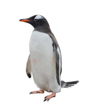 Gentoo pengueni gidiş sahilde