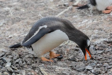 Gentoo pengueni gidiş sahilde