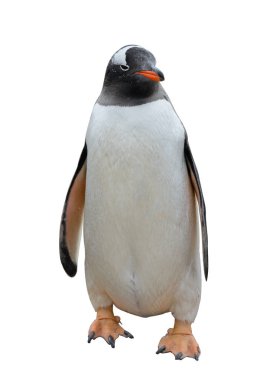 Gentoo pengueni gidiş sahilde