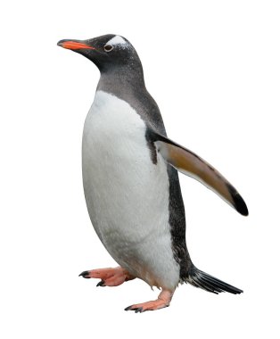 Gentoo pengueni gidiş sahilde