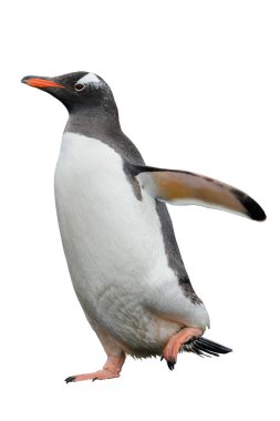 Gentoo pengueni gidiş sahilde