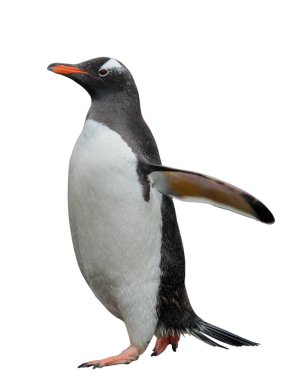 Gentoo pengueni gidiş sahilde