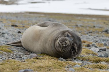 Sahilde deniz filleri
