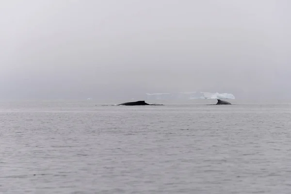 Humpback whale fin with iceberg on background
