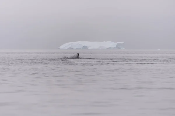 Humpback Whale Fin Iceberg Background — Stock Photo, Image