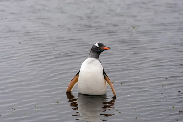 Gentoo Pinguin Wasser — Stockfoto