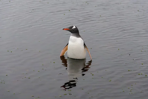 Gentoo Pingouin Dans Eau — Photo