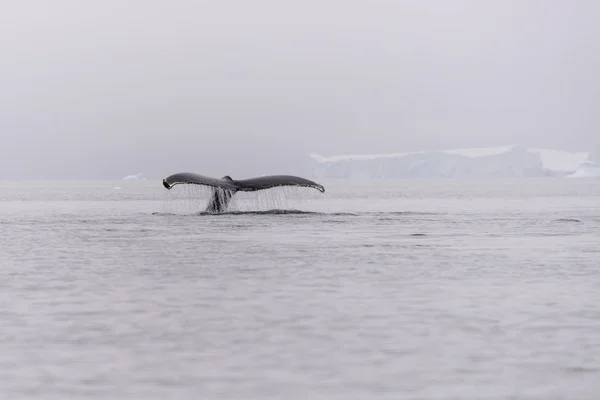 Bultrug Fluke Antarctische Zee — Stockfoto