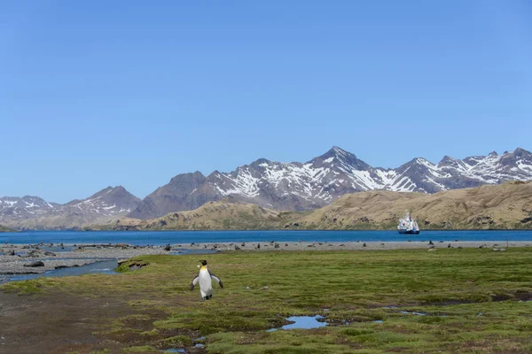 Königspinguin Auf Südgeorgien — Stockfoto