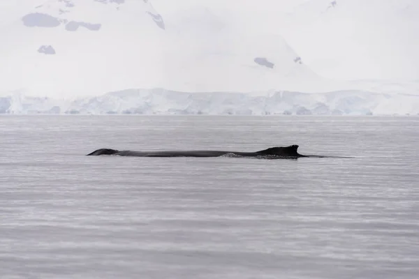 Humpback whale fin in antarctic sea