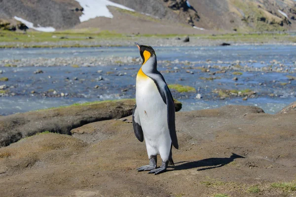 Pingwin Królewski Georgia Południowa — Zdjęcie stockowe
