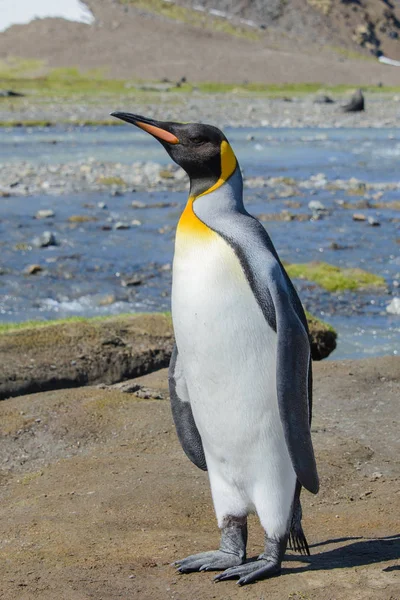 Pingouin Roi Sur Géorgie Sud — Photo