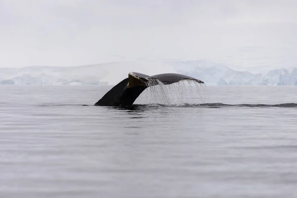 Humpback whale fluke in Antarctic sea