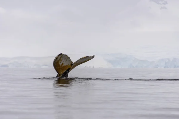 Rorqual Bosse Antarctique — Photo