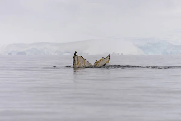 Bultrug Fluke Antarctische Zee — Stockfoto