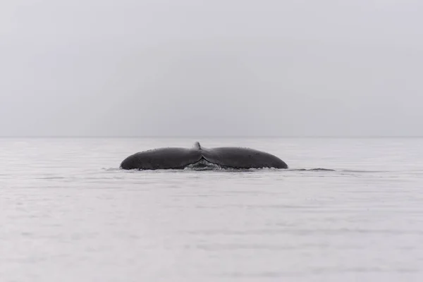 Humpback whale fluke in Antarctic sea