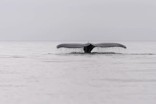 Humpback whale fluke in Antarctic sea