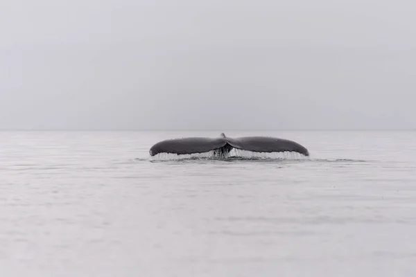 Humpback whale fluke in Antarctic sea