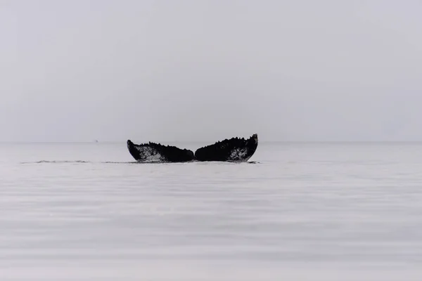 Grike Ballena Jorobada Mar Antártico — Foto de Stock