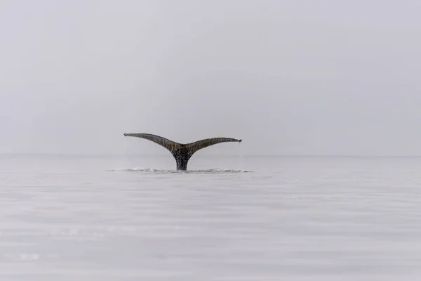 Humpback whale fluke in Antarctic sea