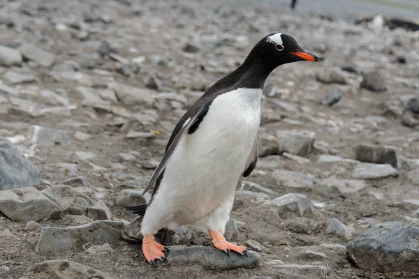 Gentoo Penguin Beach — Stock Photo, Image