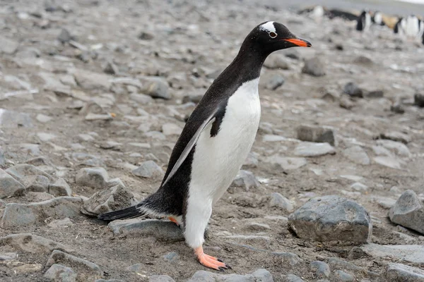 Pinguino Gentoo Sulla Spiaggia — Foto Stock