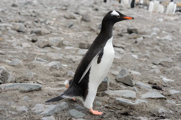 Pinguim Gentoo Praia — Fotografia de Stock