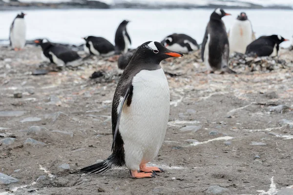 Gentoo Penguin Stranden — Stockfoto