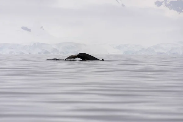 Barbatana Baleia Jubarte Com Iceberg Fundo — Fotografia de Stock