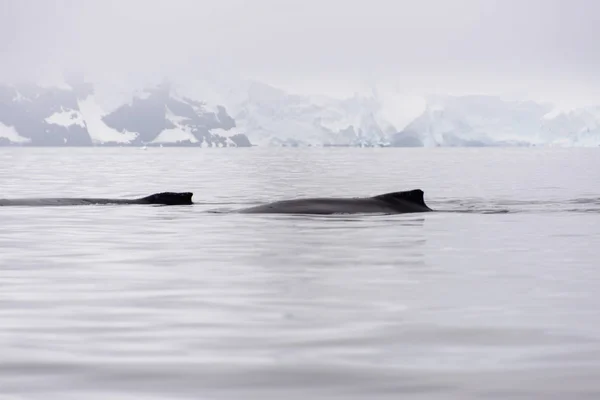 Καμπούρης Φάλαινα Πτερύγιο Στην Ανταρκτική Θάλασσα — Φωτογραφία Αρχείου