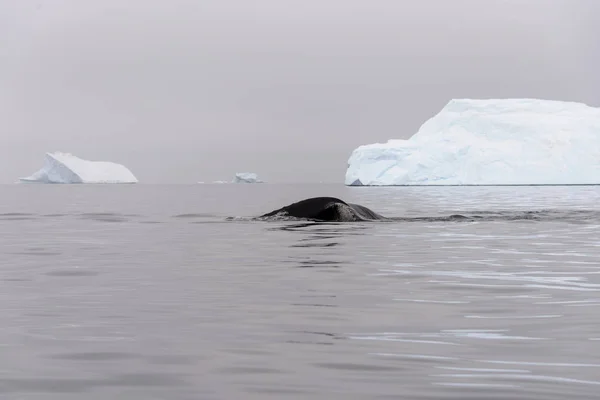 Rorqual Bosse Dans Mer Antarctique — Photo