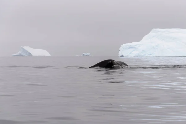 Rorqual Bosse Nageoire Avec Iceberg Sur Fond — Photo