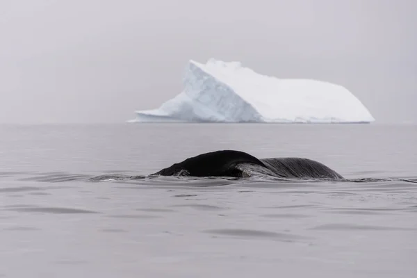 Rorqual Bosse Avec Iceberg Sur Fond — Photo