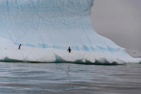冰山上的两只天才企鹅 — 图库照片