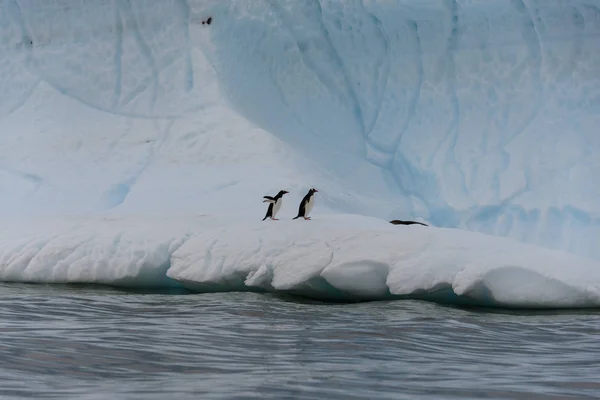 Dos Pingüinos Gentoo Iceberg — Foto de Stock