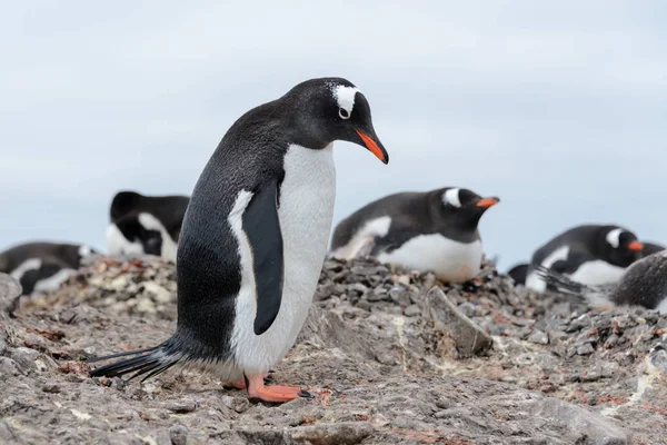 Gentoo Pengueni Sahilde — Stok fotoğraf