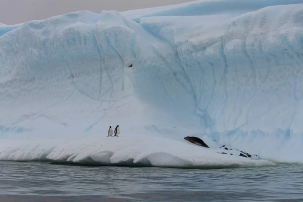 Dois Pinguins Gentoo Iceberg — Fotografia de Stock