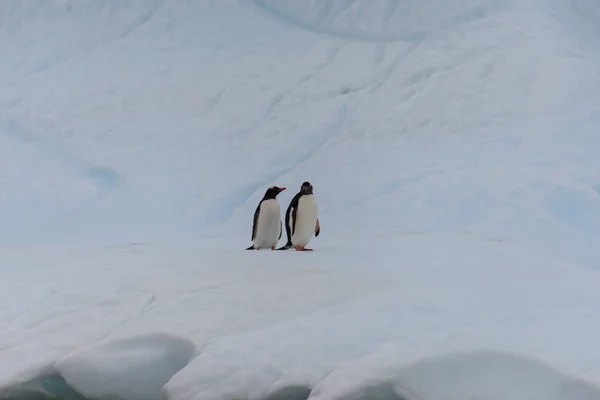 Twee Gentoo Pinguïns Ijsberg — Stockfoto