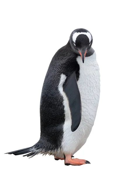 Stiff Penguin Looking You — Stock Photo, Image