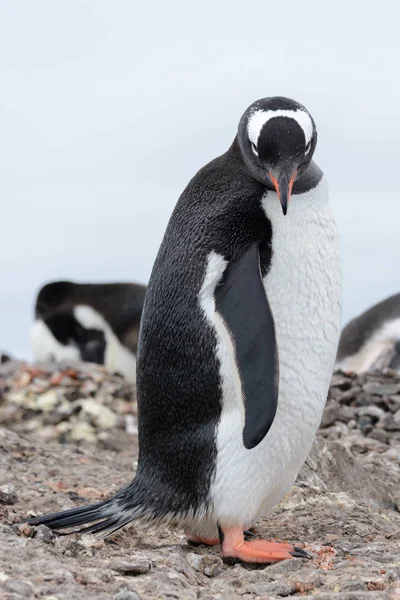 Pinguim Duro Olhar Para — Fotografia de Stock