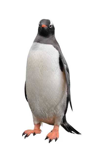 Penguin Gentoo Pantai — Stok Foto