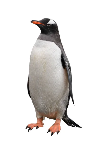 Gentoo Πιγκουίνος Στην Παραλία — Φωτογραφία Αρχείου