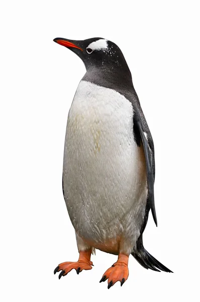 Пингвин Пляже — стоковое фото