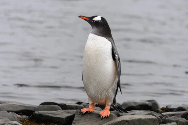 ビーチでの Gentoo ペンギン — ストック写真