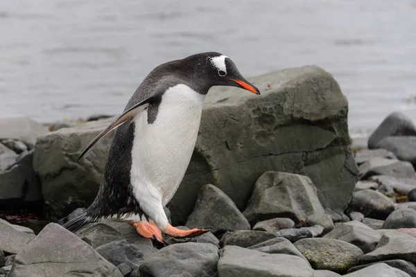 Gentoo Pinguin Strand — Stockfoto