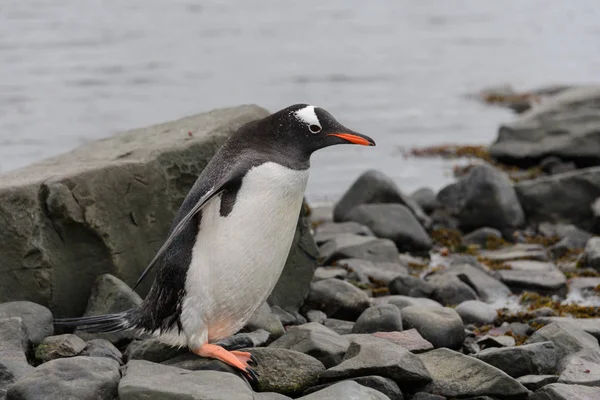 Pinguino Gentoo Sulla Spiaggia — Foto Stock