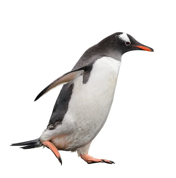 Gentoo Pingwina Plaży — Zdjęcie stockowe