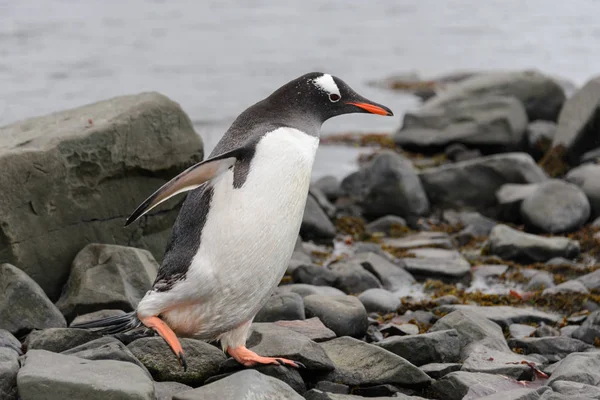 Gentoo Pingüino Playa —  Fotos de Stock