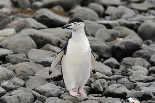 Pinguim Chinstrap Praia — Fotografia de Stock