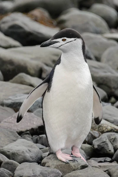 Chinstrap Pinguin Strand — Stockfoto